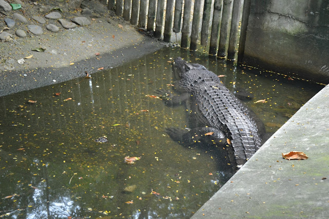 Manila Zoo Crocodile