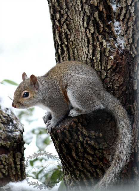 This squirrel is getting ready to jump on the bird feeder for a little nibble.