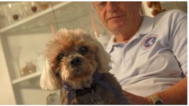 CONHEÇA O SHIH TZU MAIS VELHO DO MUNDO