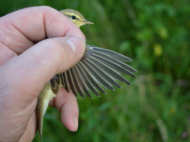 Adult Willow Warbler 22/07/17, © P J Alker