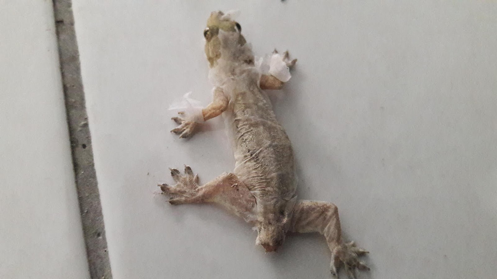 MAKNA ARTI ORANG KEJATUHAN CICAK