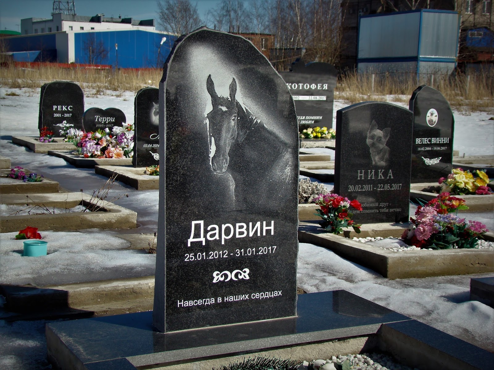 Городское кладбище животных, Санкт-Петербург