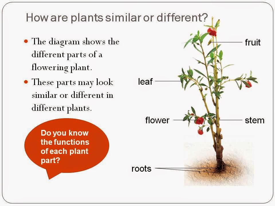 BGPS P31 2015 'Plants How are plants similar or different' Slides
