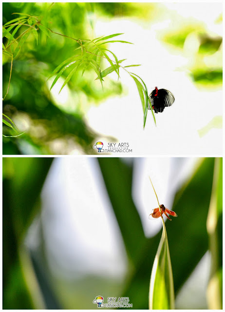 Beautiful butterfly and dragonfly spotted while on our way to  the Meditation Cave @ The Banjaran