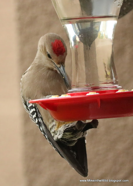 Mike in the Wild: Backyard Birding - The Gila Woodpecker