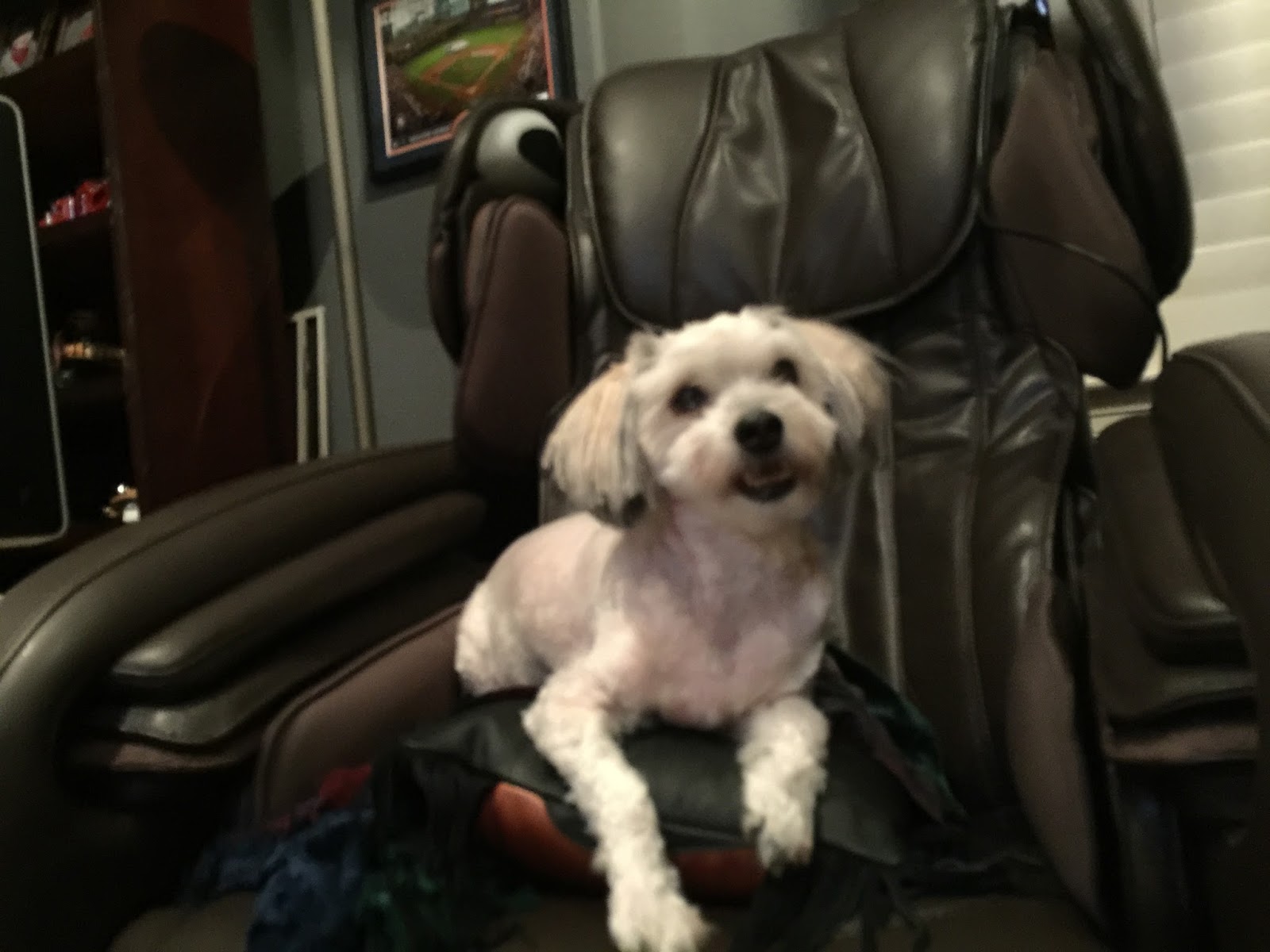 Life According to 1st Time DIY Dog Haircut!!