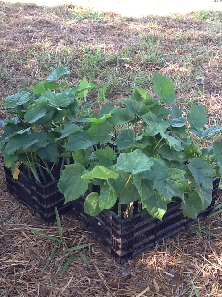 Costa Rica Invest Jatropha planting in NatureWalk