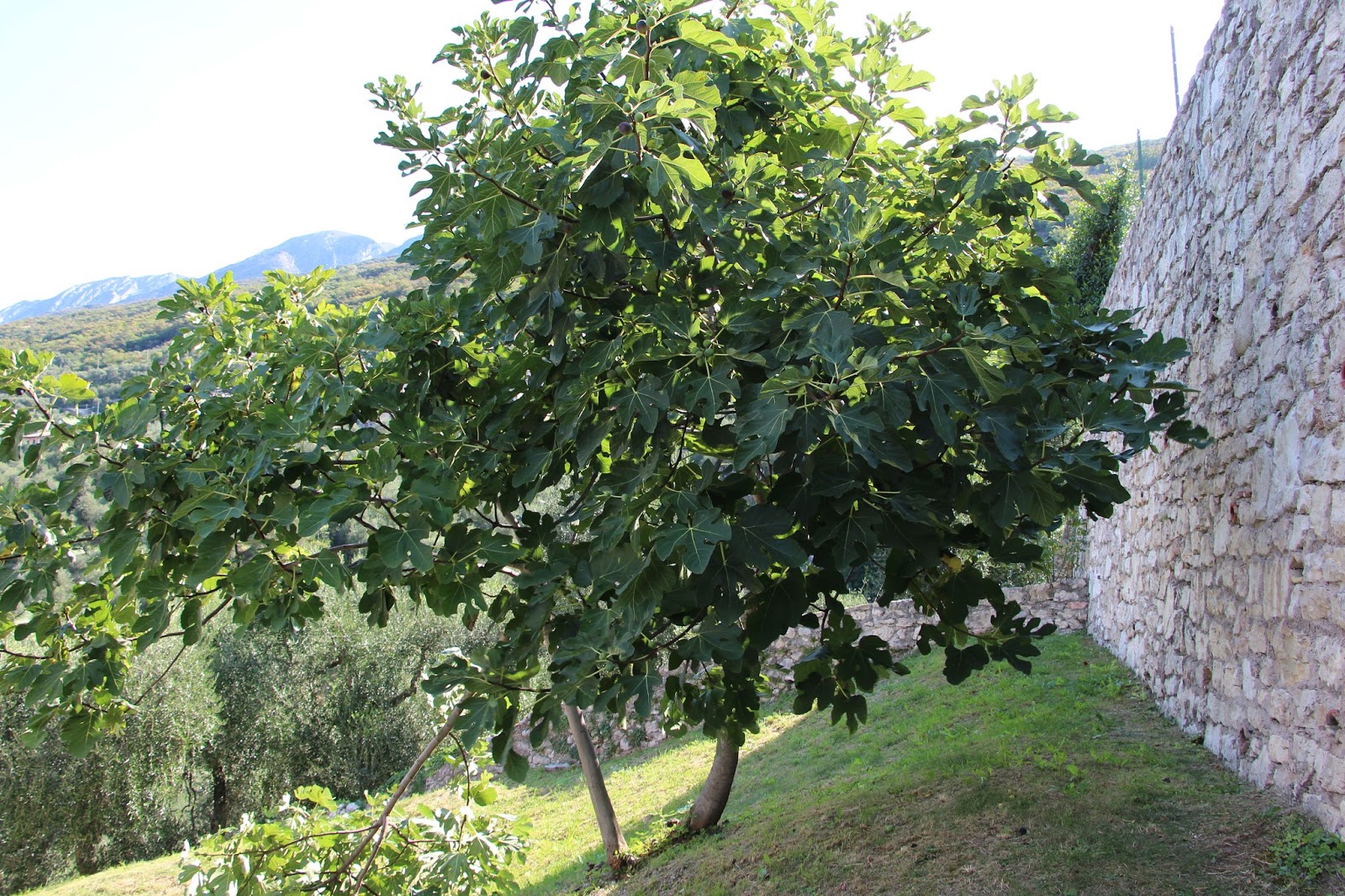 feige. baum