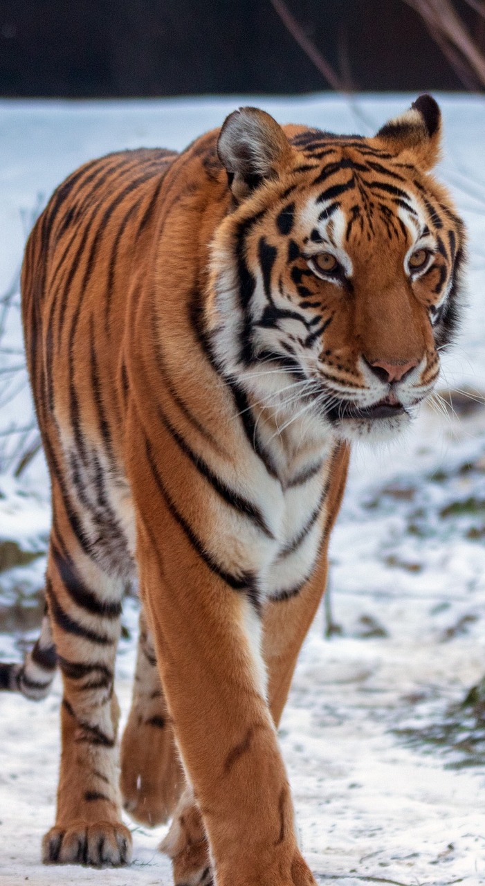 A tiger walking on the snow.