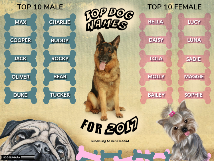 SCG Niagara Top TEN DOG NAMES for 2017