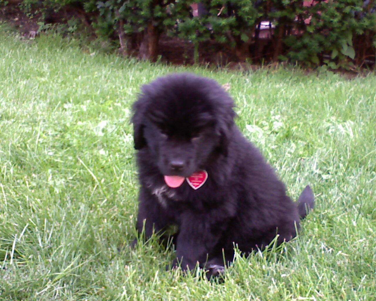 Newfoundland Puppies Photos Gallery Pictures Of Animals 2016