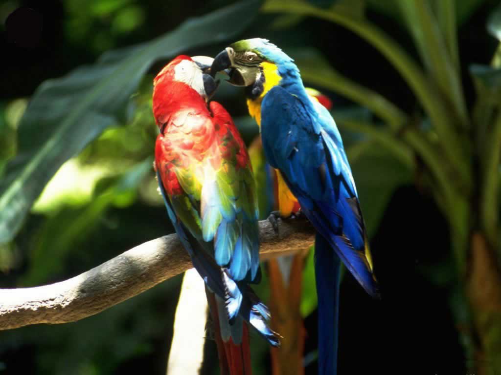 Parrot Car Insurance Parrot Car Insurance