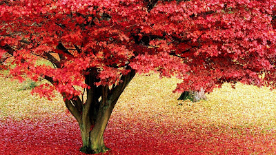 piante-da-giardino-con-foglie-rosse