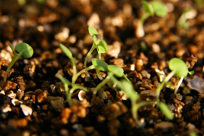 Millas Trädgård: En liten rabatt - en stor glädjespridare...