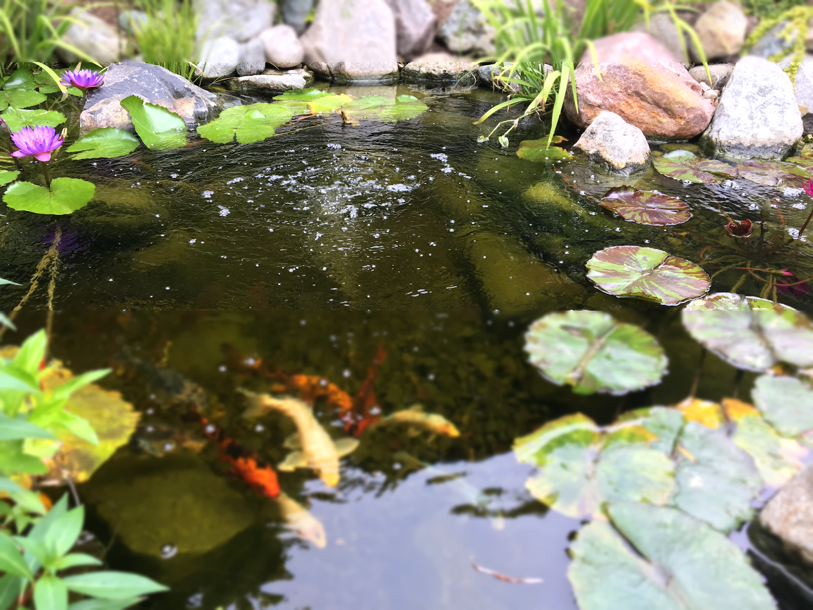 The Best Way to Oxygenate Your Pond