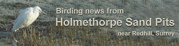 Birding news from Holmethorpe Sand Pits, Surrey