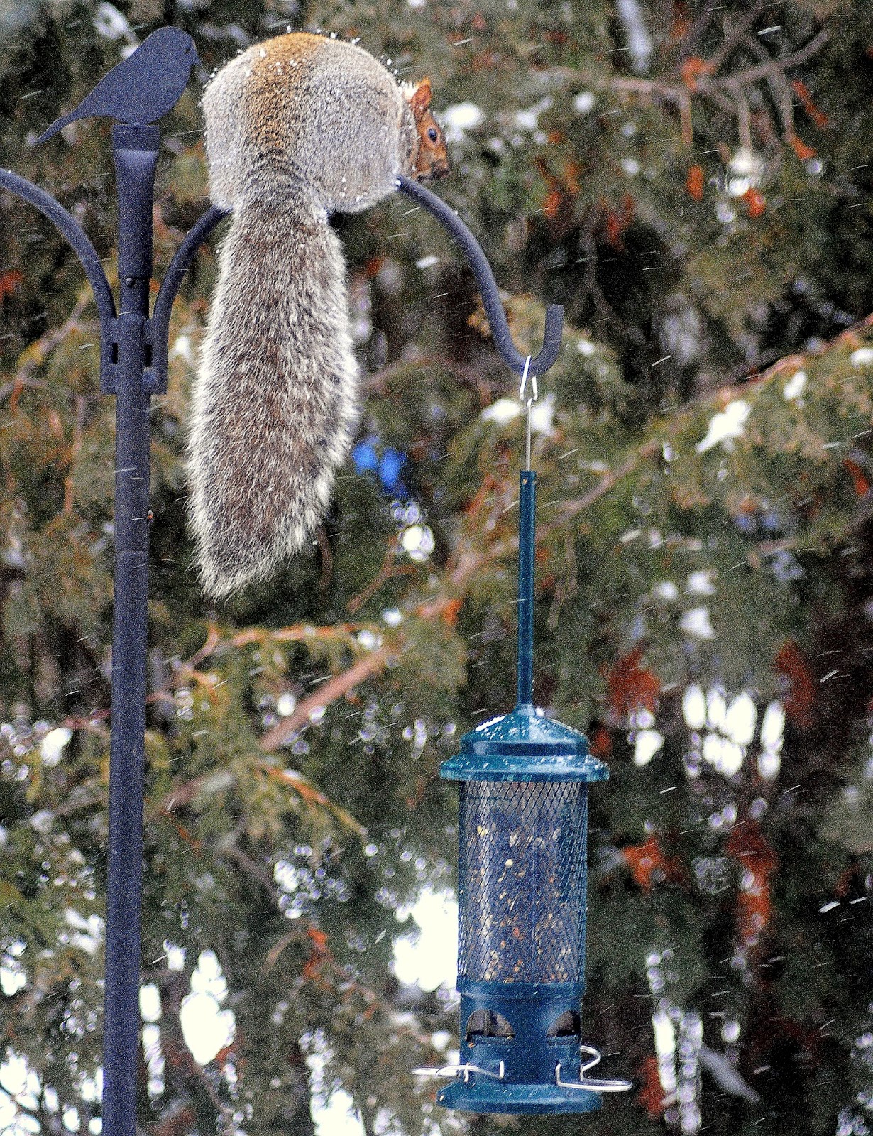 CAMERA ON KING Squirrelproof bird feeder