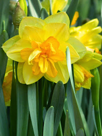 Double yellow daffodil Allan Gardens Conservatory 2015 Spring Flower Show by garden muses-not another Toronto gardening blog