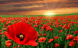 flores bonitas muy amapolas hermosas campo rojas poppy field imagenes primavera
