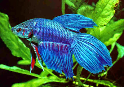 BETTA SPLENDENS BETTA SPLENDENS