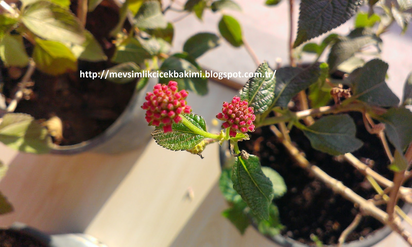 AĞAÇ MİNESİ (LANTANA) BAKIMI | Çiçek Bakımı, Çiçek ...