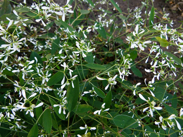 Euphorbia%2BDiamond%2BFrost.jpg