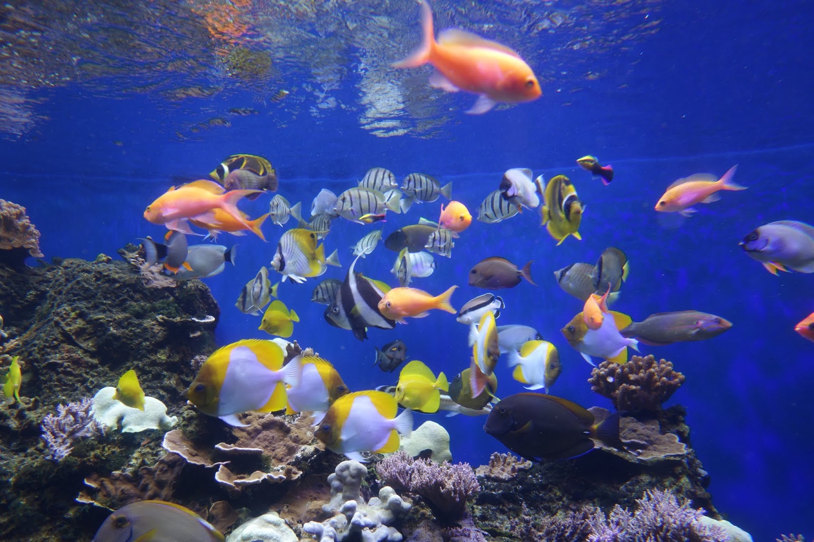 Honolulu Zoo & Aquarium