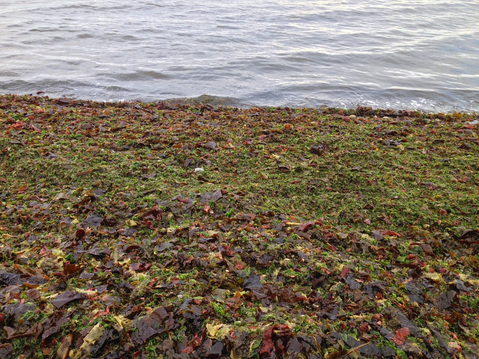 C&J Road Rave 20142015 Vancouver Island Nanaimo to Comox, B.C.