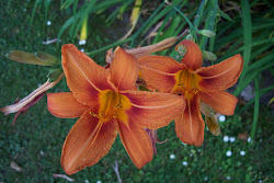 My Beautiful Orange Day Lilly