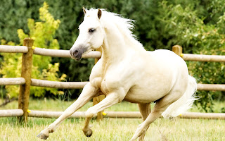 White Horse Running HD Wallpaper