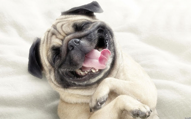 Funny-dog=photos-pug-laughing
