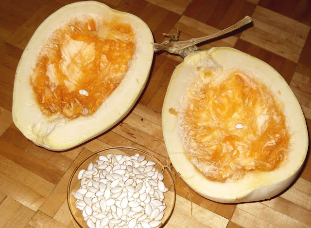 Silver-seed Gourd - Cucurbita argyrosperma