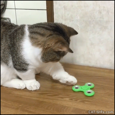 Download Gif Lustig Katze Background