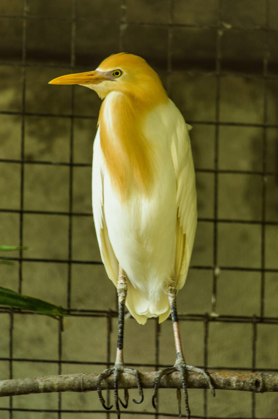 Cattle Egret Botolan Wildlife Farm Cattle Egret