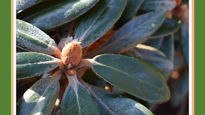 Kanelrhododendronhybrid