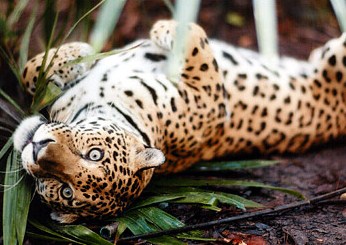 Ŧhe ₵oincidental Ðandy: Chasing Shadows: In The Footprints Of The