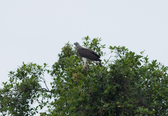 Grey-headed Fish Eagle - Singapore Botanic Gardens Grey-headed Fish Eagle - Singapore Botanic Gardens