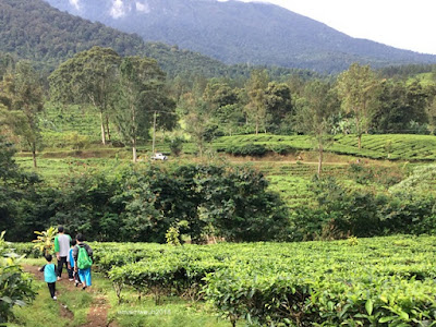 Perkebunan Teh Gunung Mas Puncak agrowisata