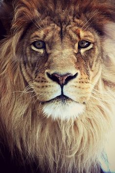 lion images