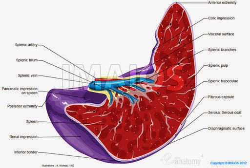 Anatomy & Physiology: December 2014