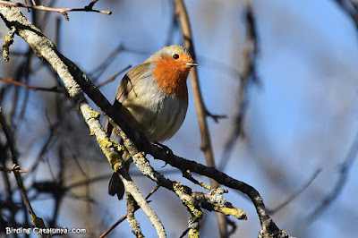 Pit-roig (Erithacus rubecula)