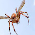 Assustador: Cientistas descobrem espécie de aranha capaz de voar no Brasil!