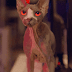 Trailer y sinopsis oficial: Pet Graveyard ►Horror Hazard◄