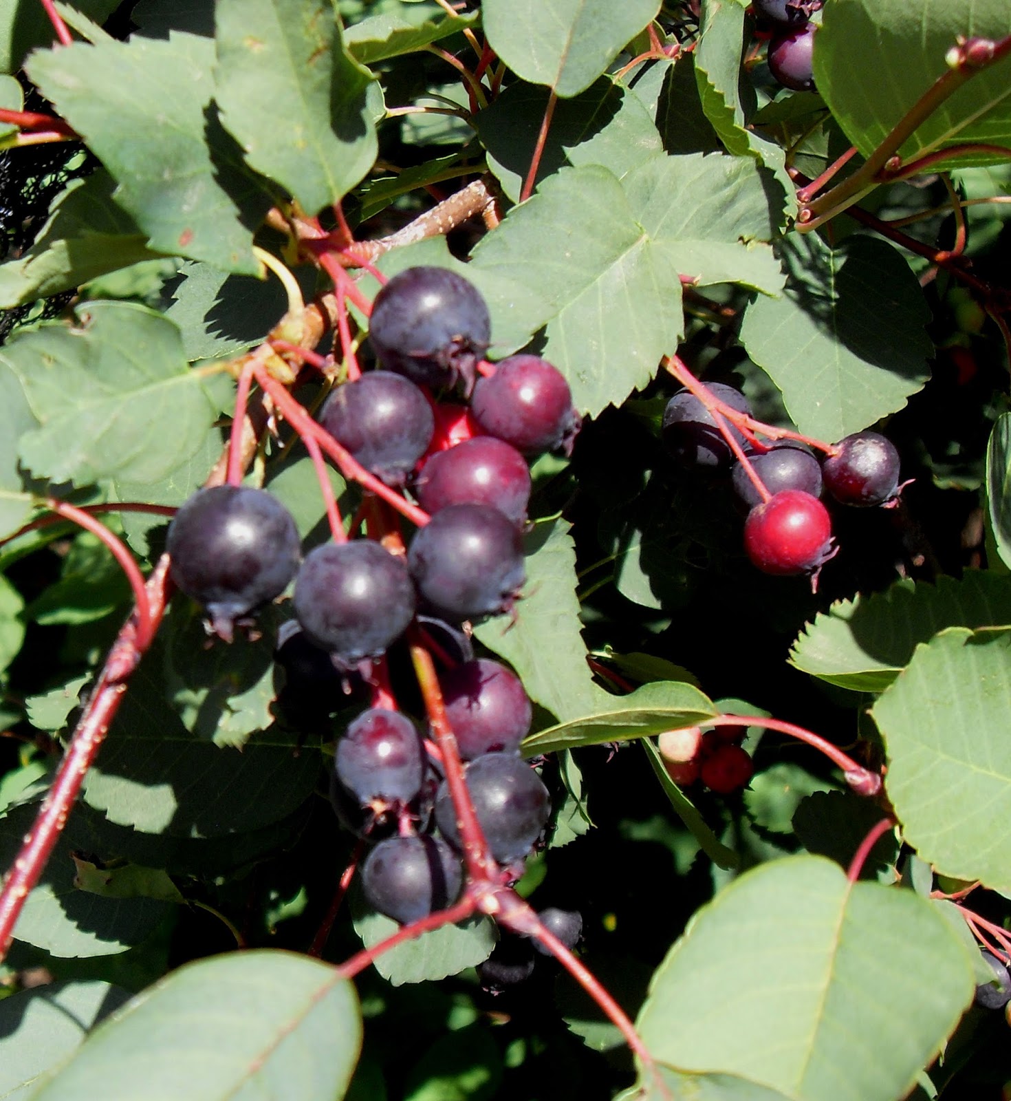 Scottish Artist and his Garden JUNE BERRIES