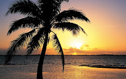 sunset tropical island palm trees beach tree background beaches sunsets backgrounds palms sun west key wallpapers california scuba diving tropic