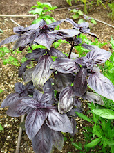 Purple Basil