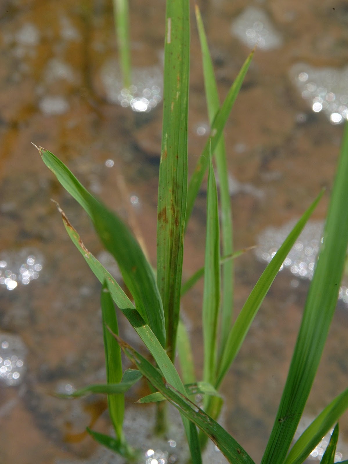 AGRICULTURE for Next Destination in Life Zinc Deficiency on Paddy (Defisiensi hara Zn di Padi)