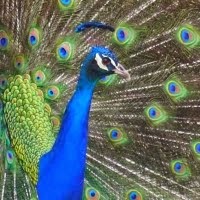 my peafowl blog