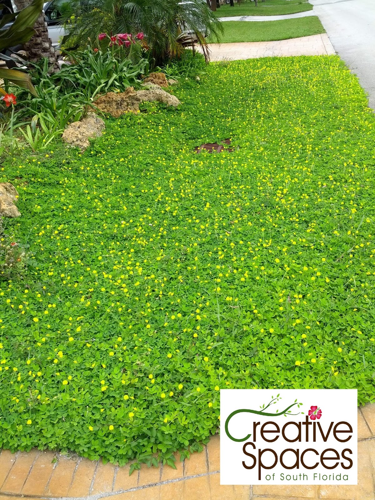Gardening South Florida Style Ground Covers South Florida Style v.II