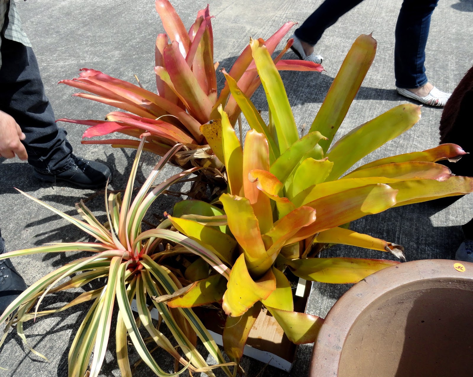 Danger garden rare plant research 2014 style 